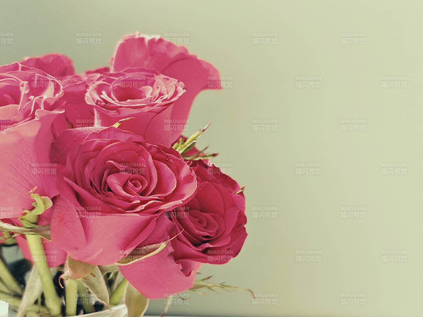 粉色玫瑰花束图片