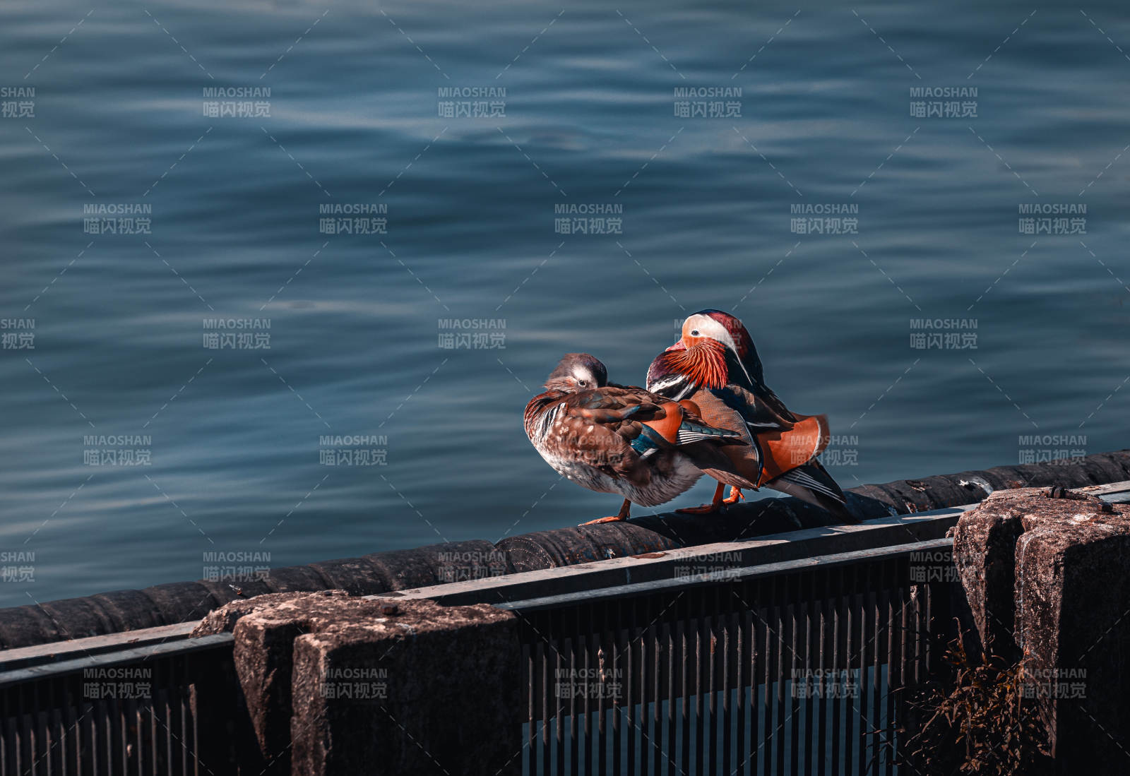 鸳鸯栖息码头边图片