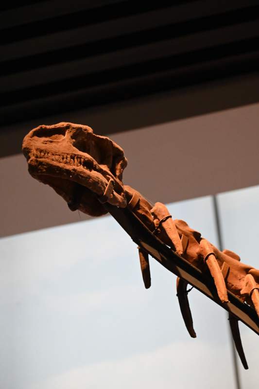 恐龙化石展图片