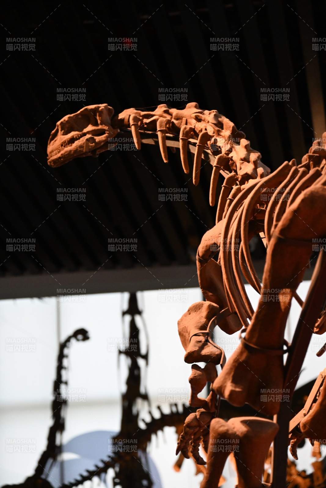 恐龙化石展览图片