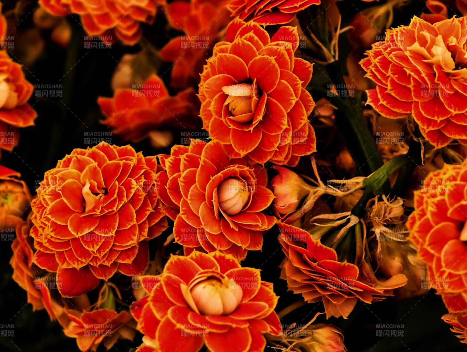 橙色花朵的美丽绽放图片