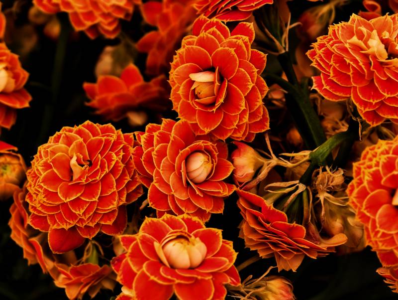 橙色花朵的美丽绽放图片