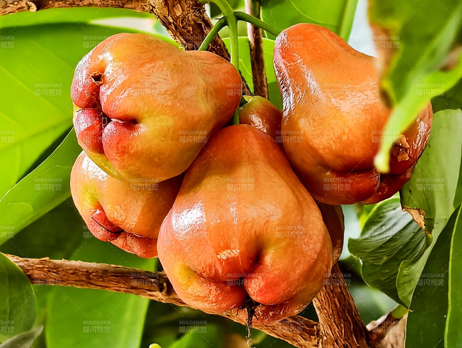 树上的莲雾图片