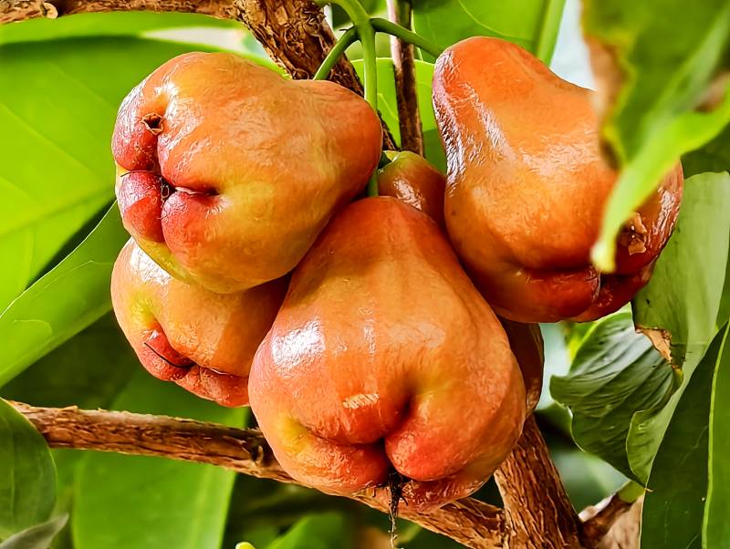 树上的莲雾图片