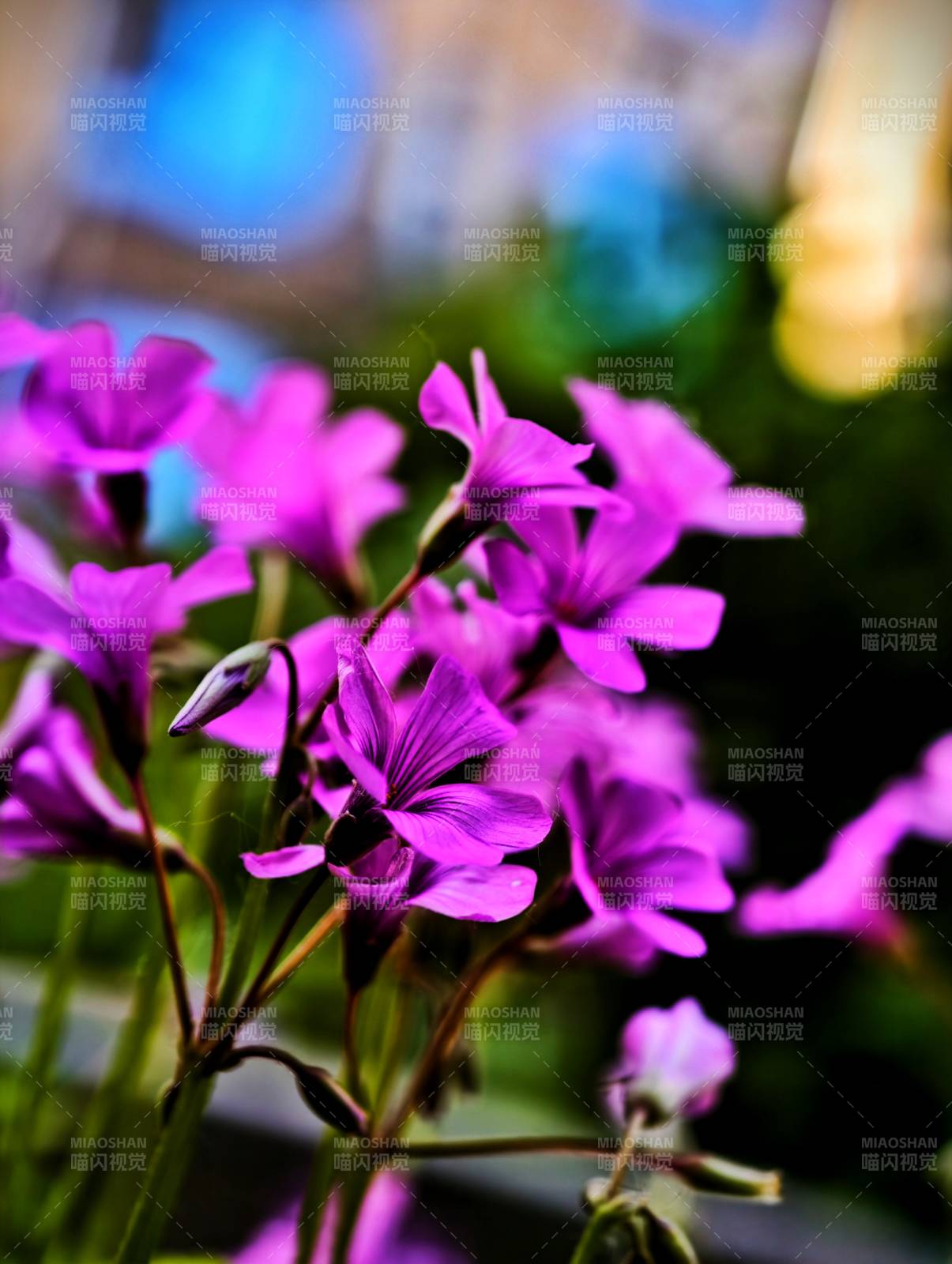 紫色花朵的美丽瞬间图片