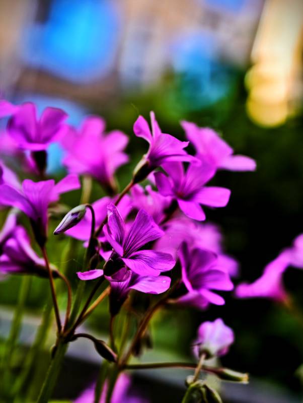 紫色花朵的美丽瞬间图片