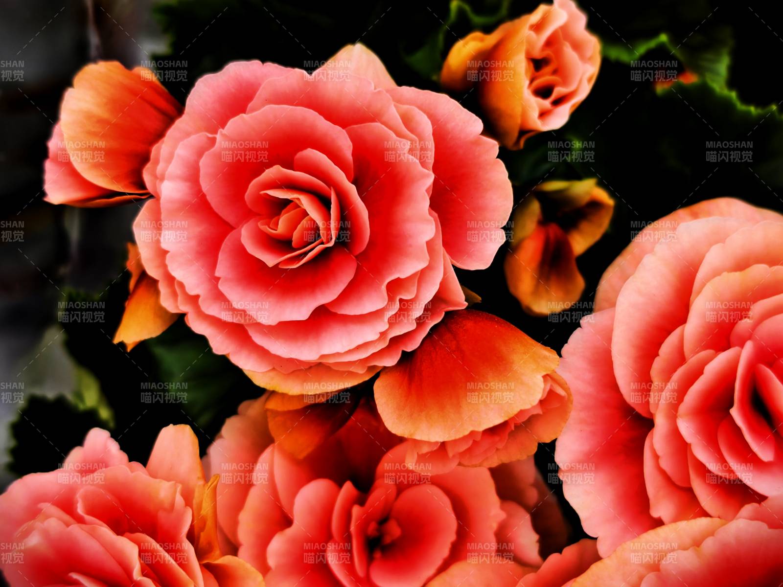 橙色玫瑰花束图片