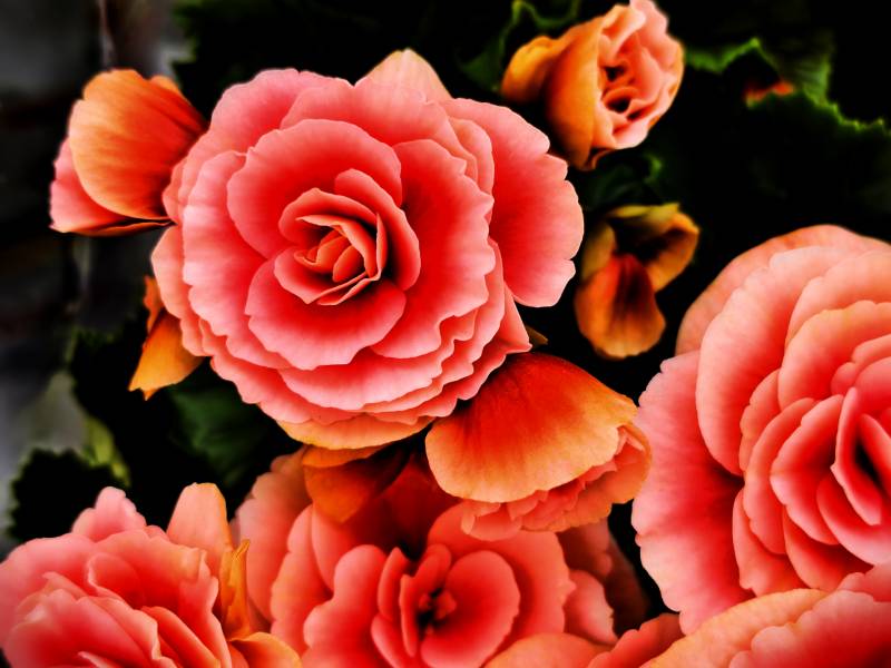 橙色玫瑰花束图片