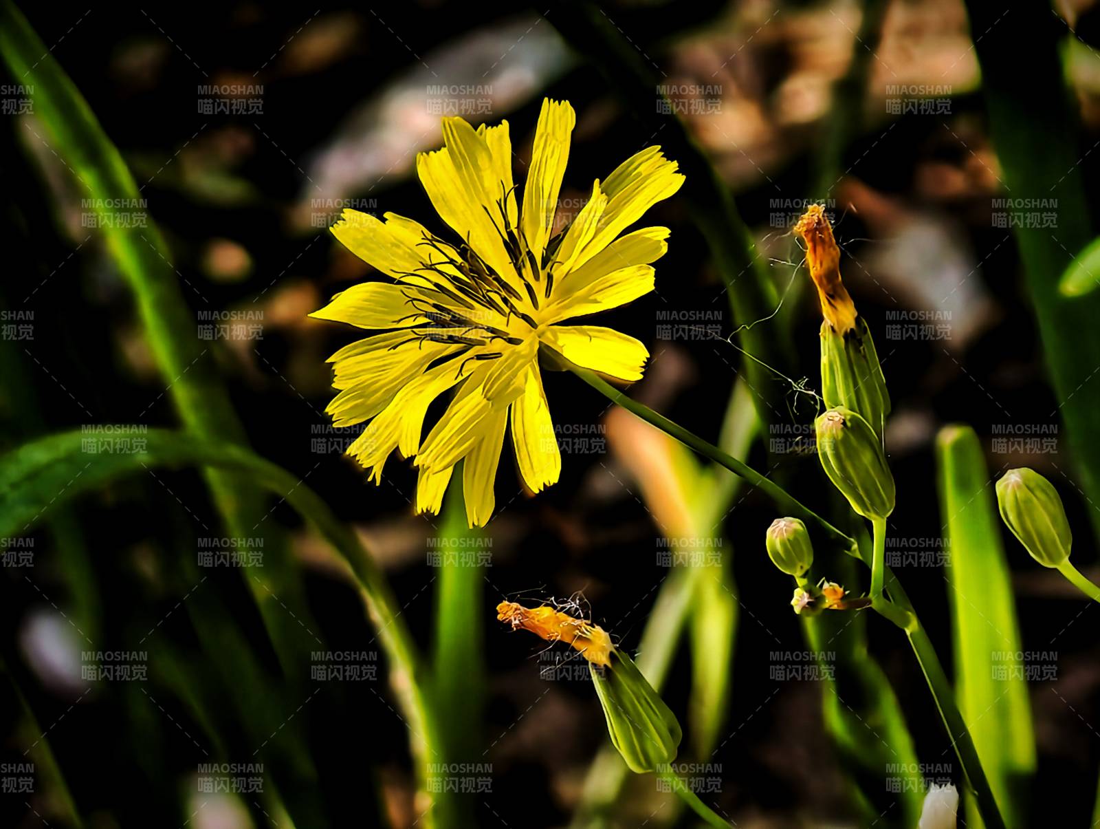 黄色野花与绿色草地图片