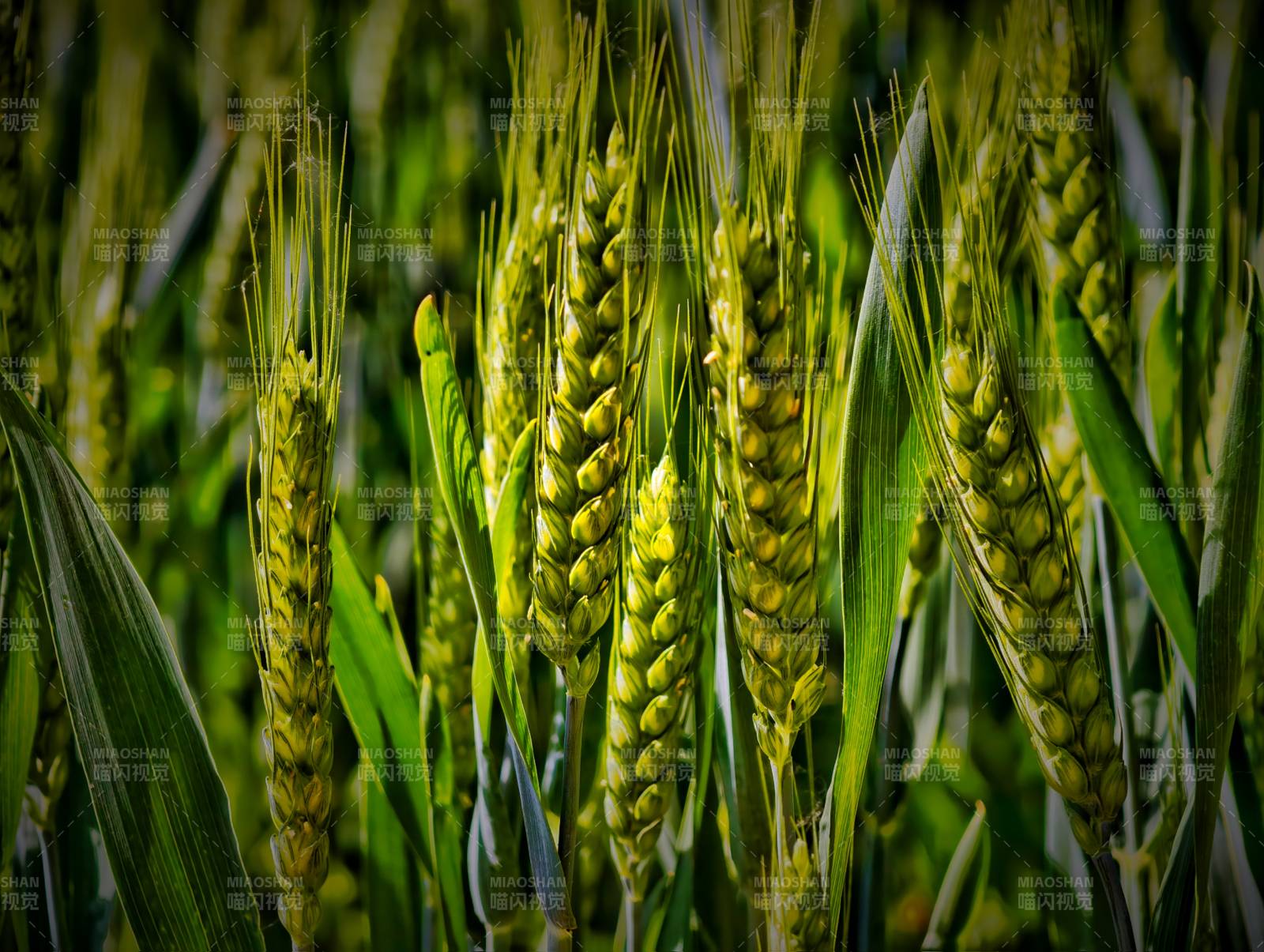 青青麦穗待成熟图片