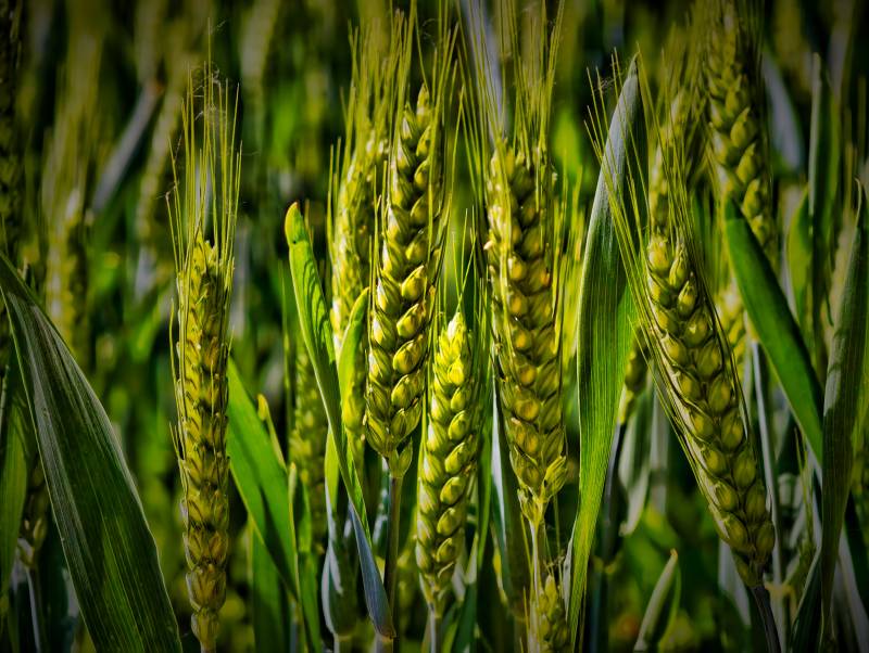 青青麦穗待成熟图片