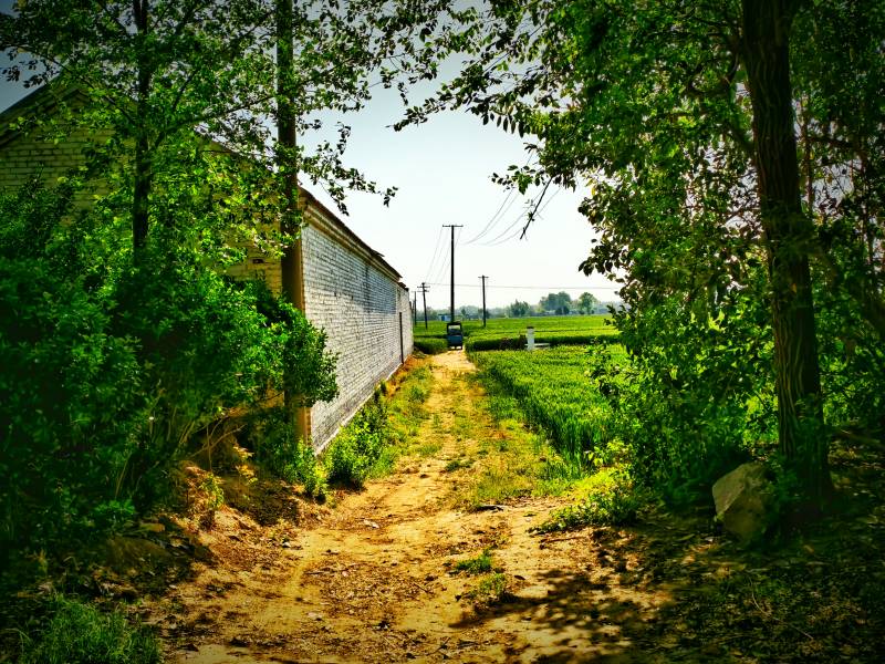 乡村小路与白墙农舍图片