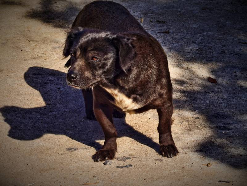 阴影中的黑狗图片