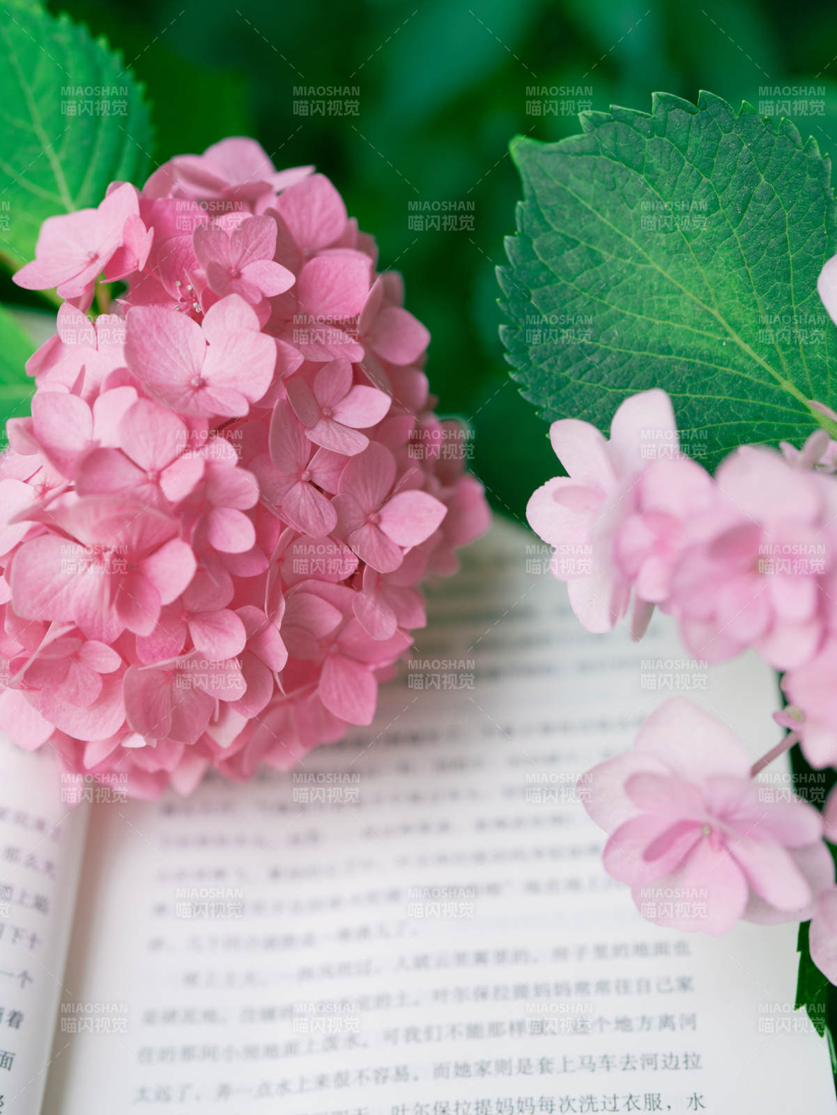 花开书页间图片