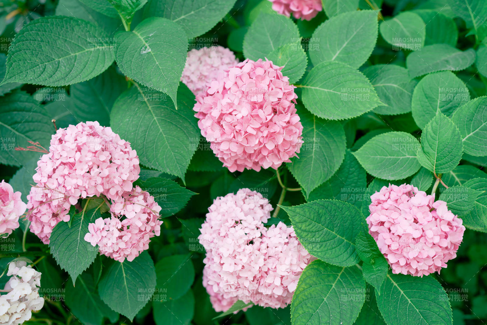 粉色绣球花图片