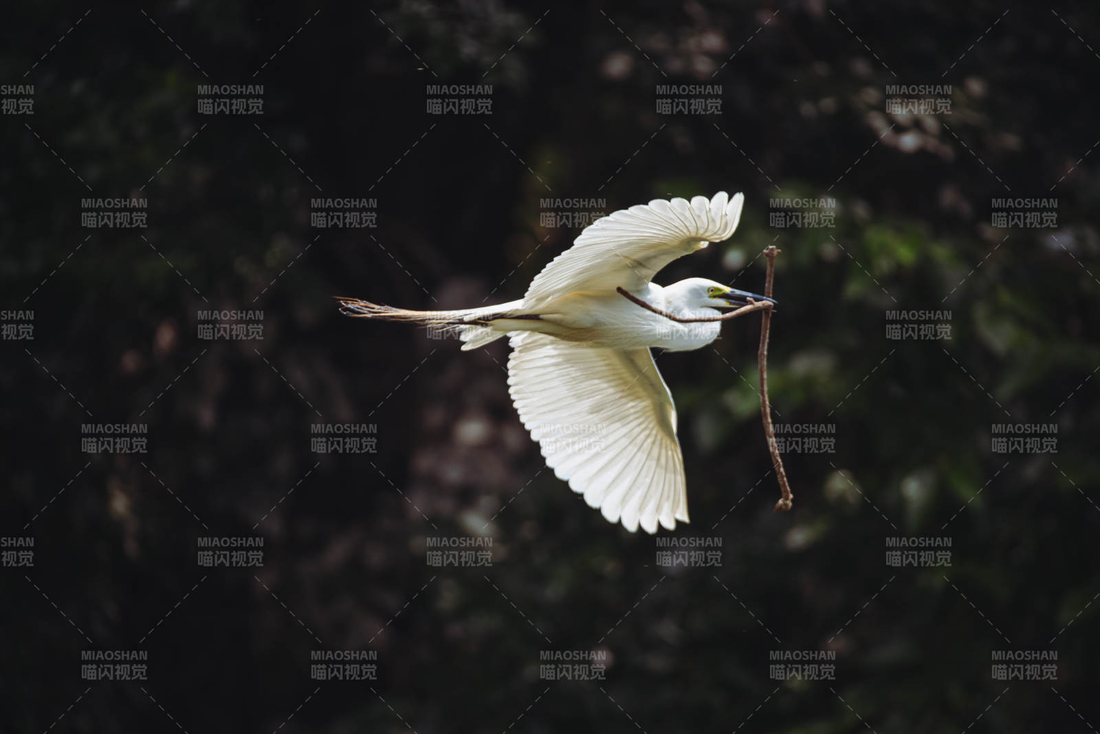 白鹭衔枝飞行图片