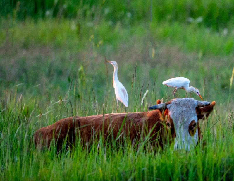 牛背鹭与牛共处图片