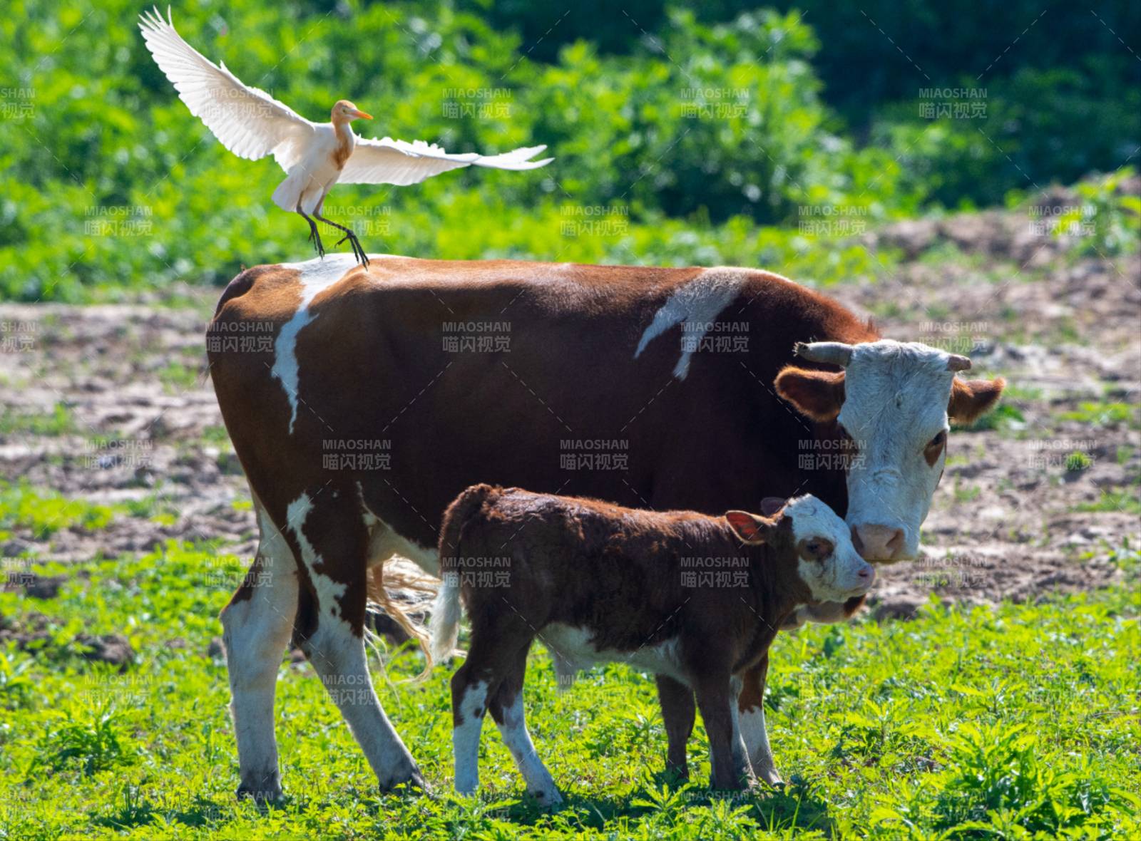 牛背上的白鹭图片