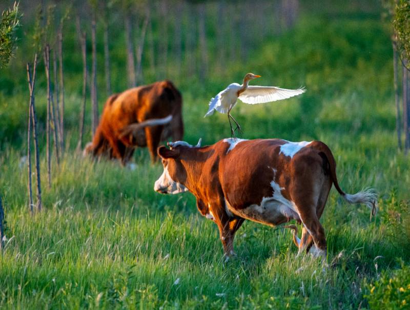 牛背鹭飞图片
