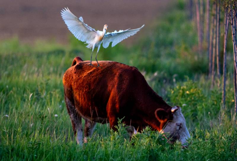 牛背上的飞翔图片