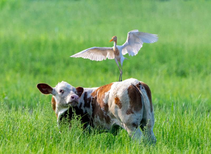 牛背上的飞翔图片