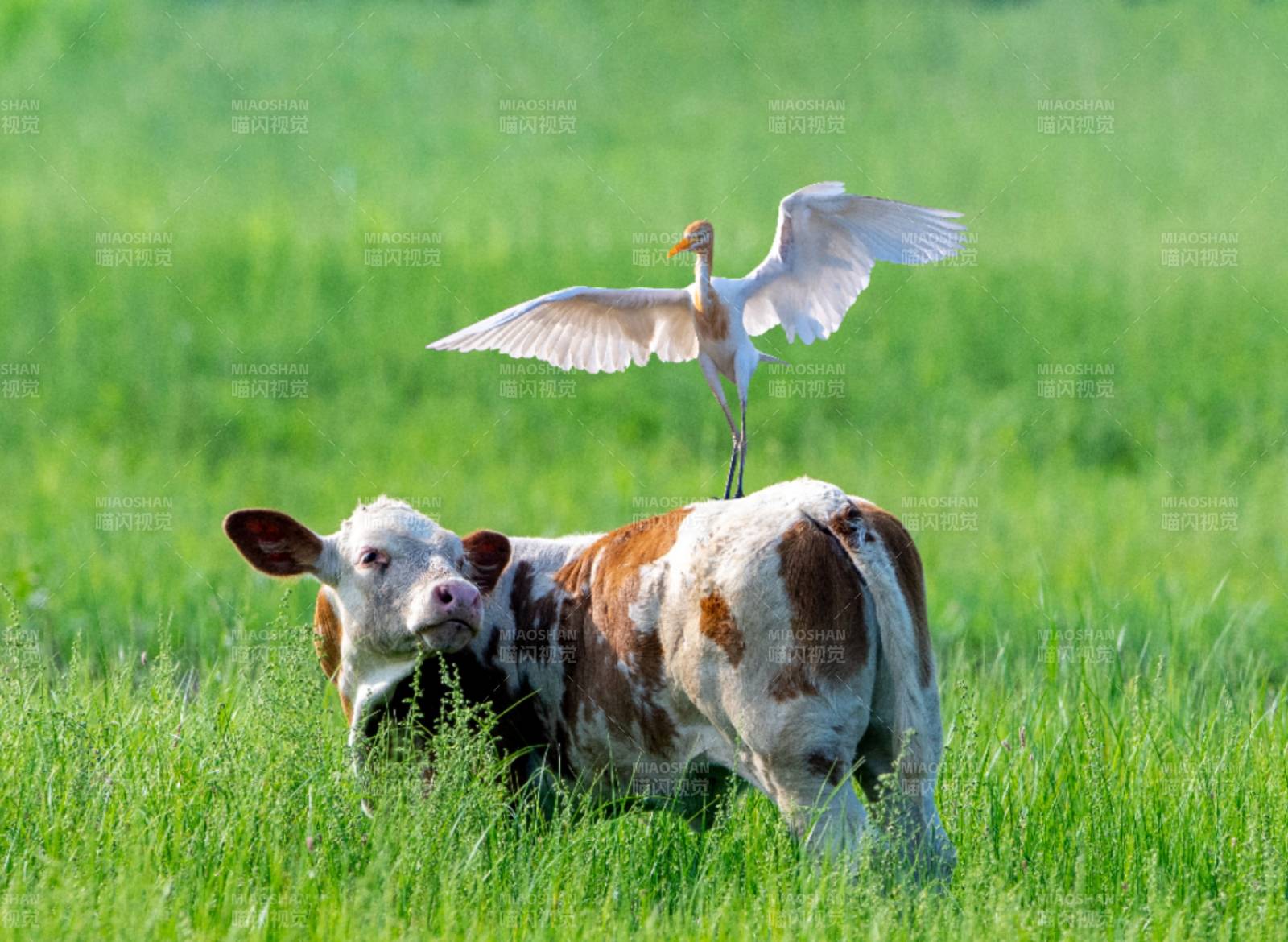 牛背上的飞翔图片
