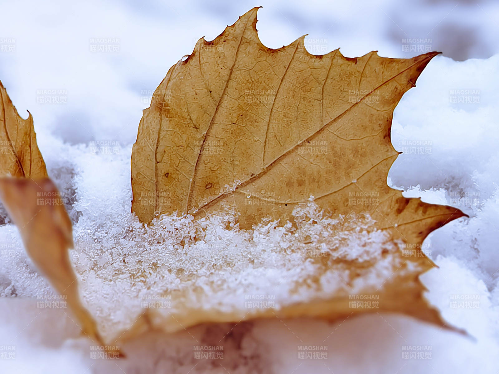 雪中枯叶图片