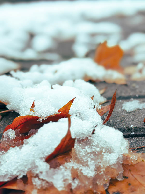 雪地里的秋叶图片