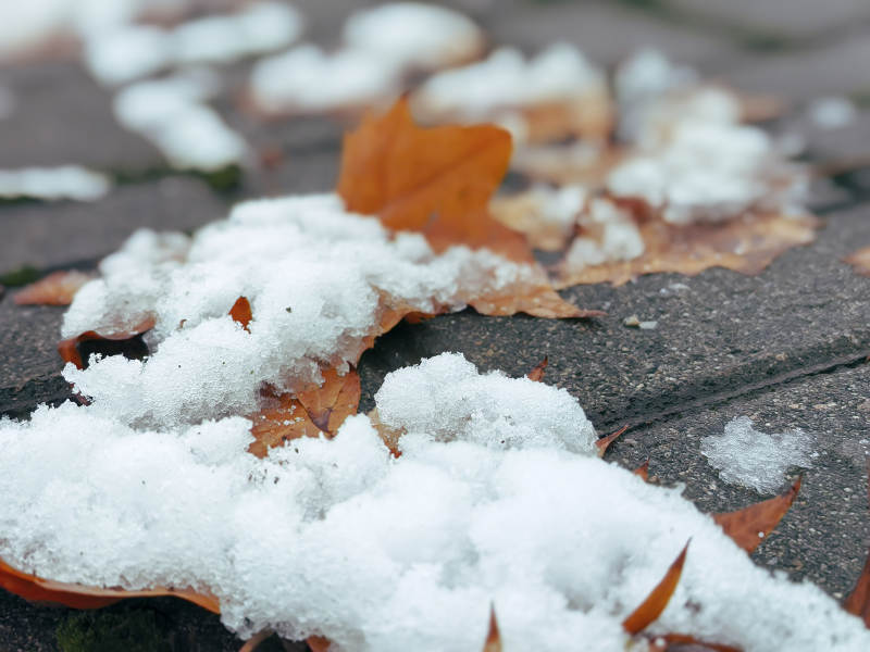 雪地上的落叶图片