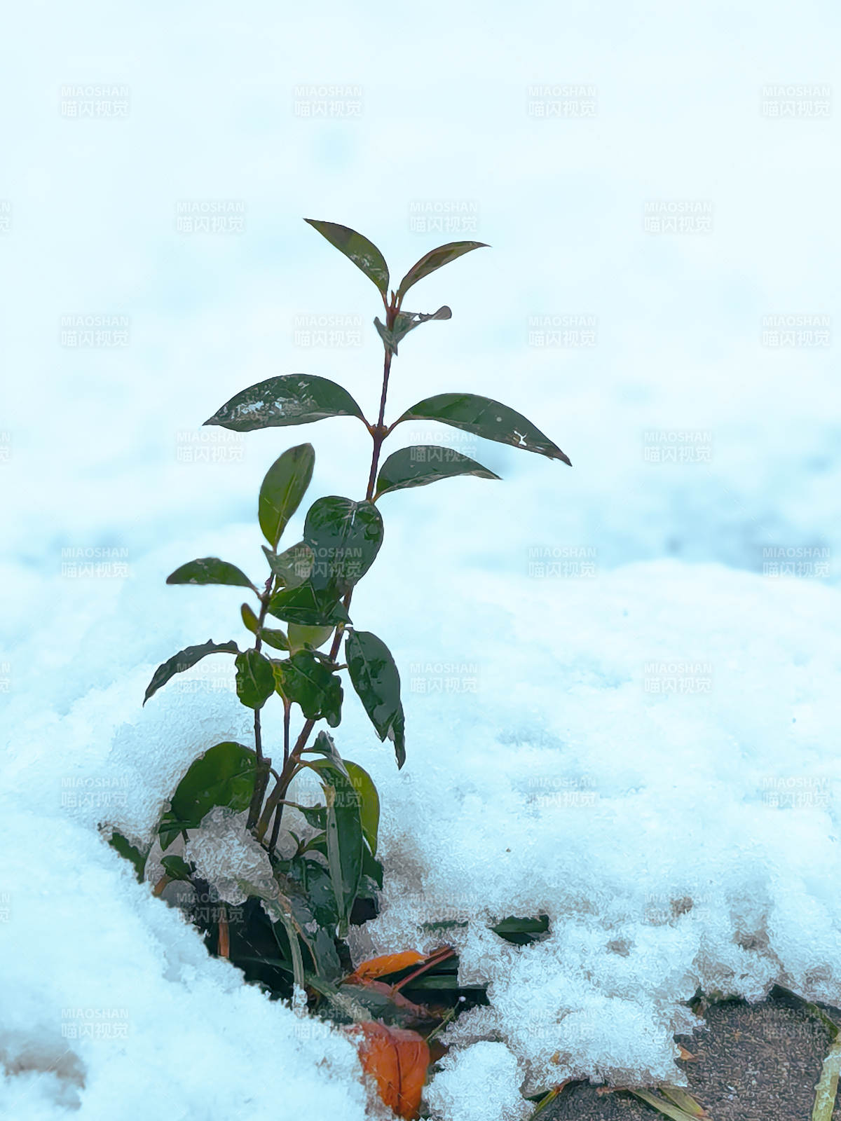 雪中独苗图片