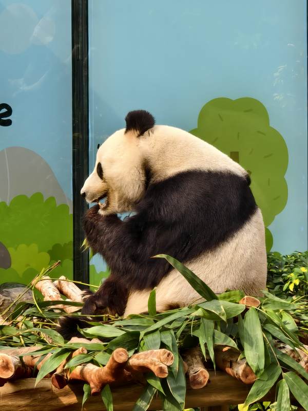 熊猫享受美食时光图片