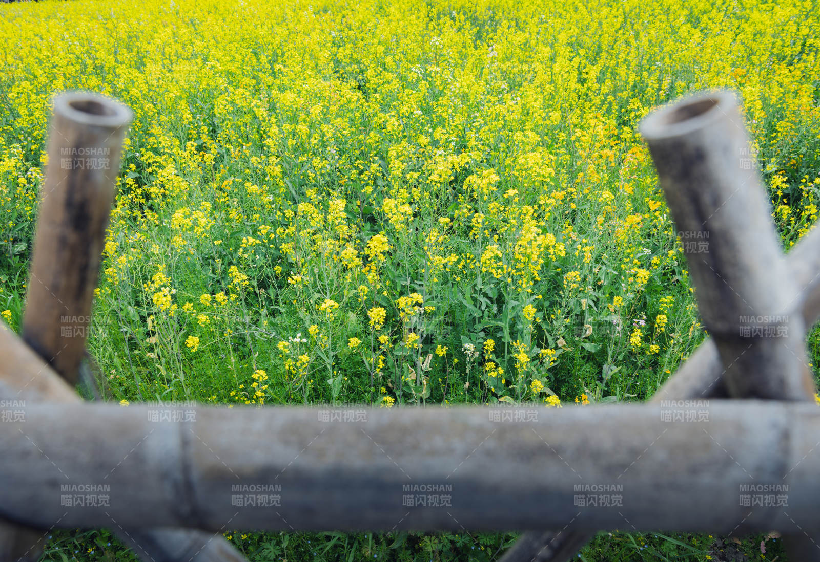 竹篱笆与油菜花田图片