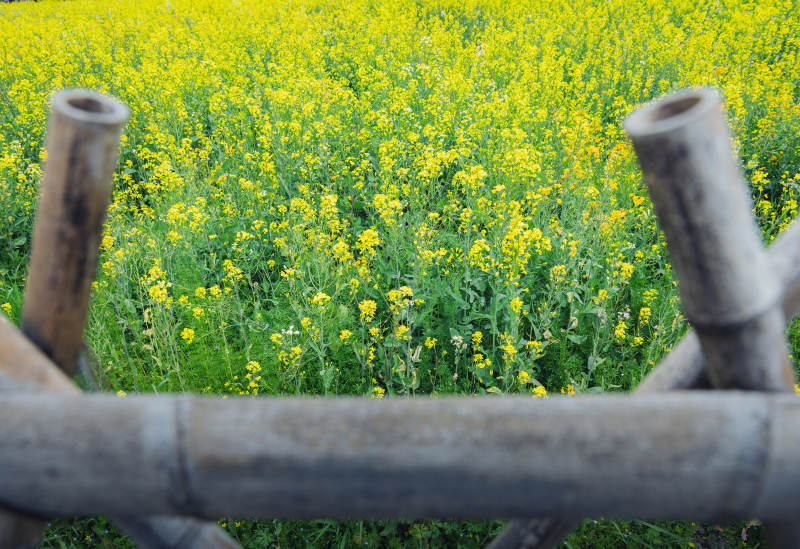 竹篱笆与油菜花田图片
