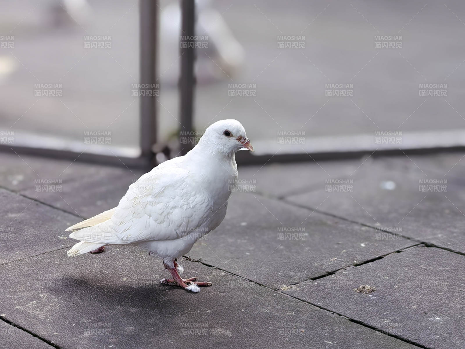 白鸽独行图片