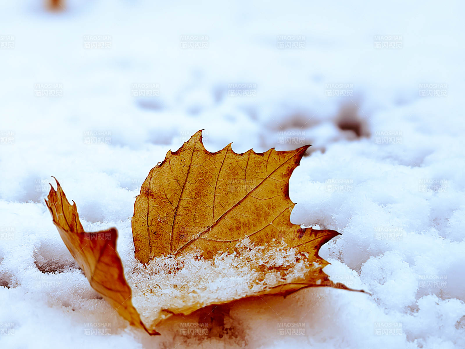雪地上的秋叶图片