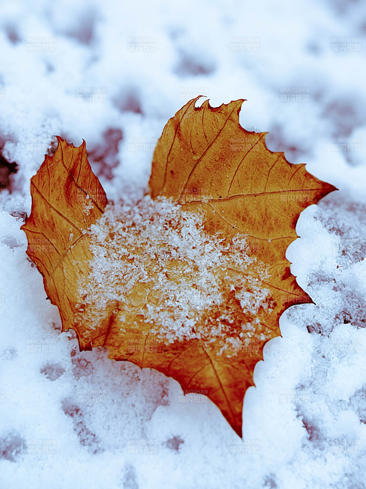 雪地上的枯叶图片