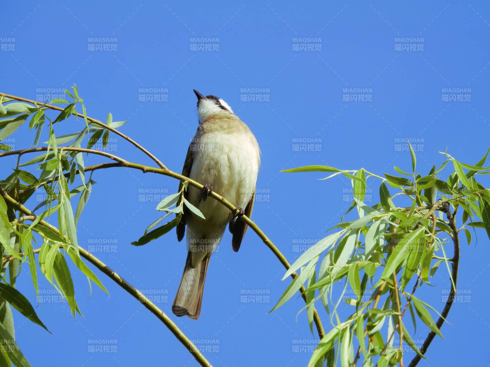 鸟儿栖息在绿叶间图片