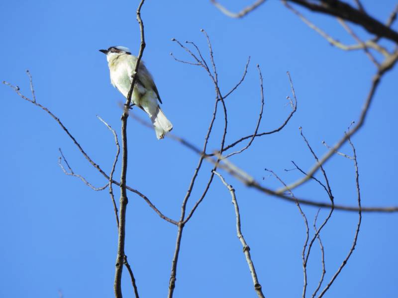 鸟儿栖息在光秃秃的树枝上图片