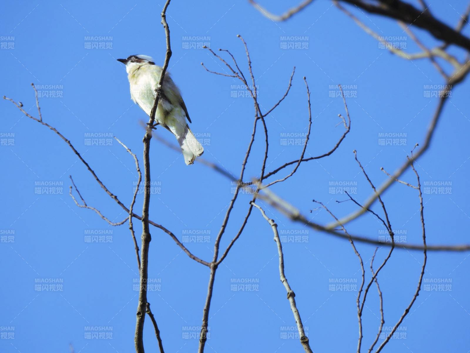 鸟儿栖息在光秃秃的树枝上图片