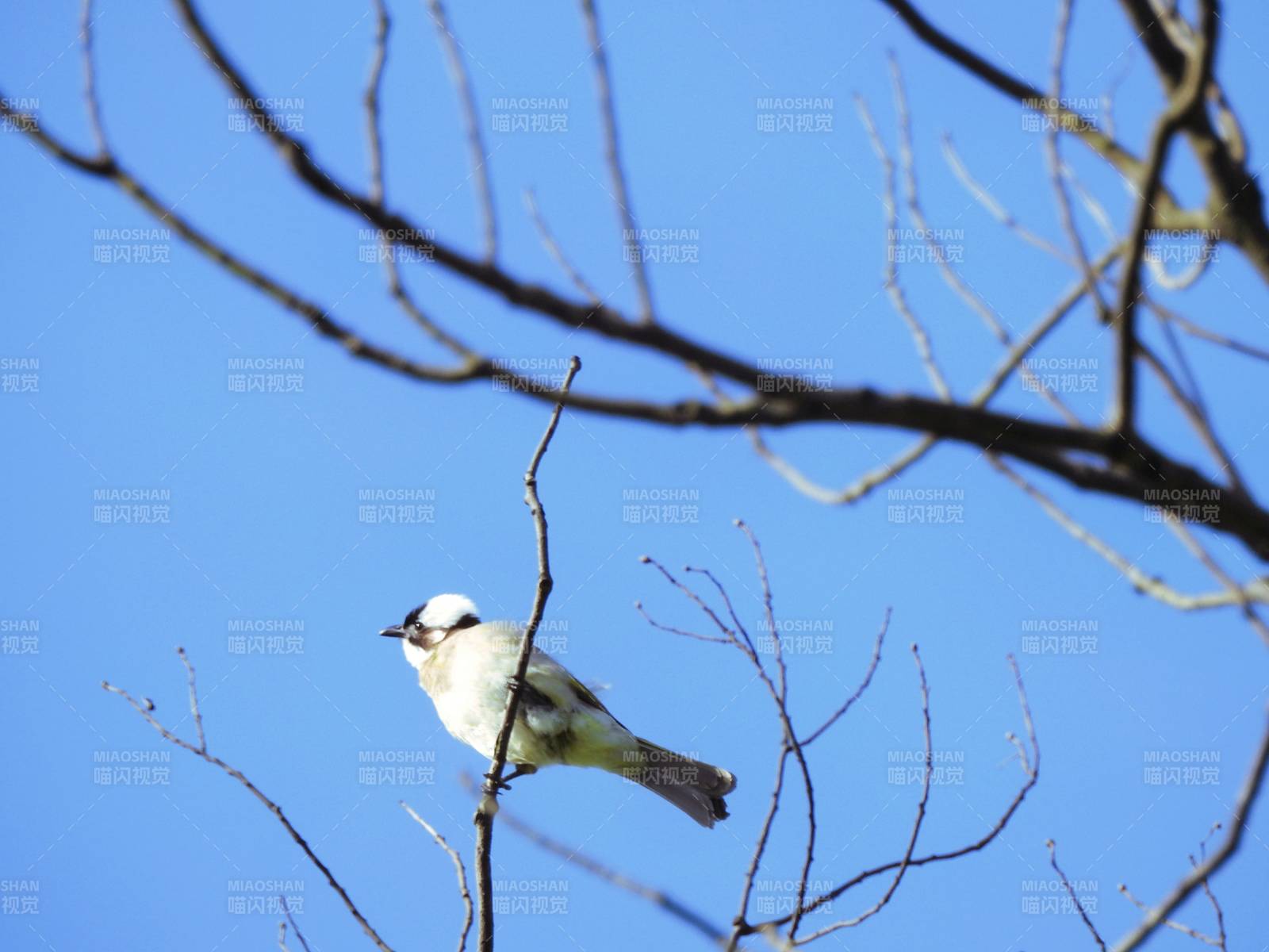 枝头上的小鸟图片