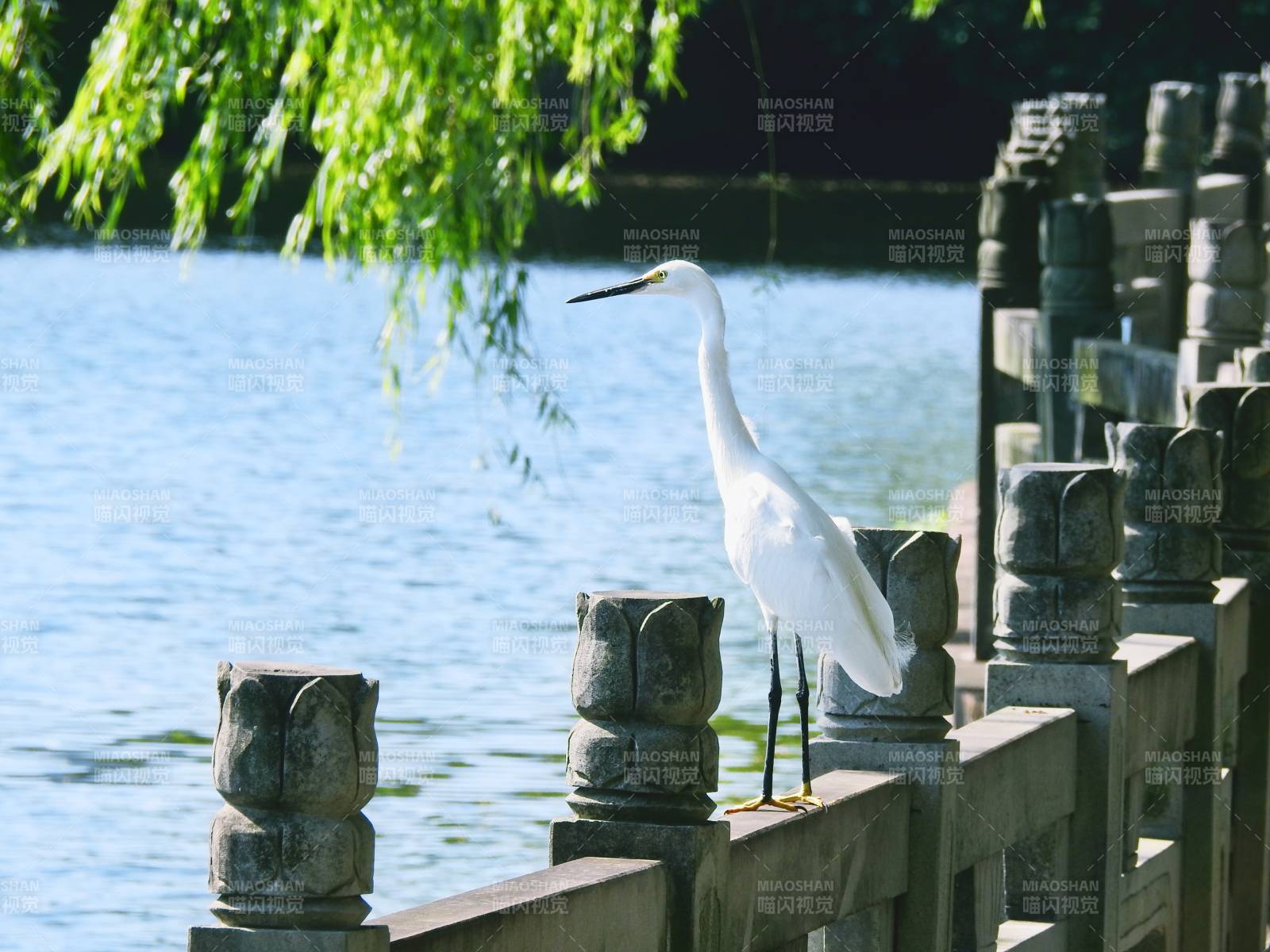 白鹭栖息石桥边图片