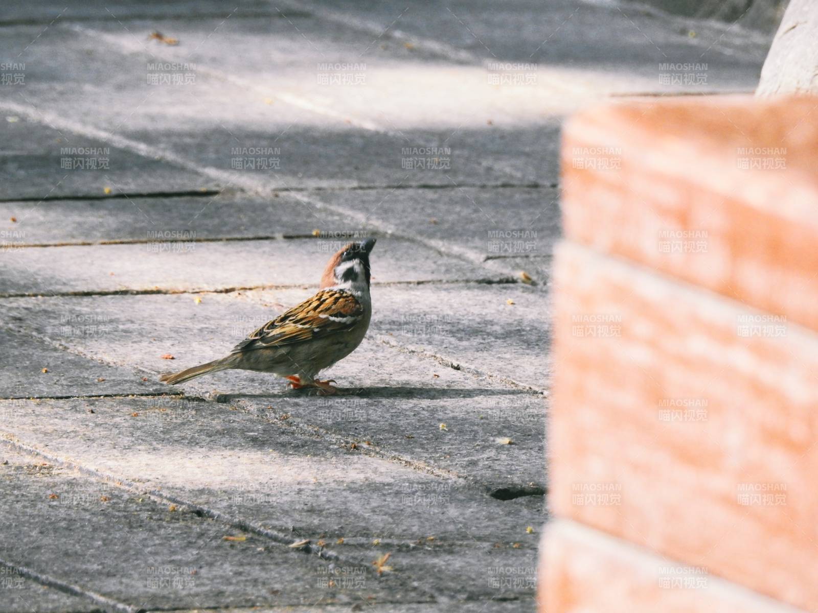 城市中的小鸟图片