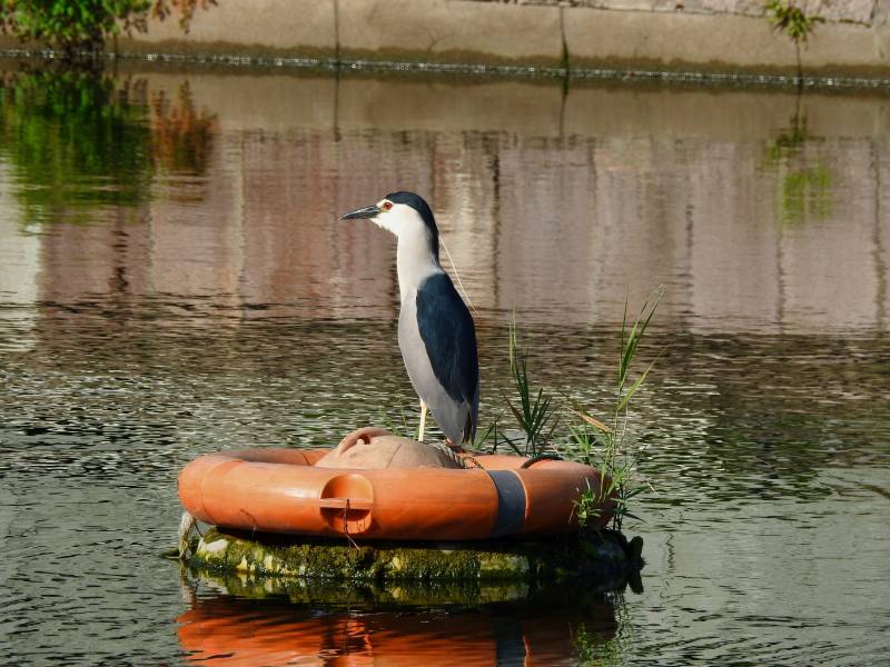 栖息的黑冠夜鹭图片