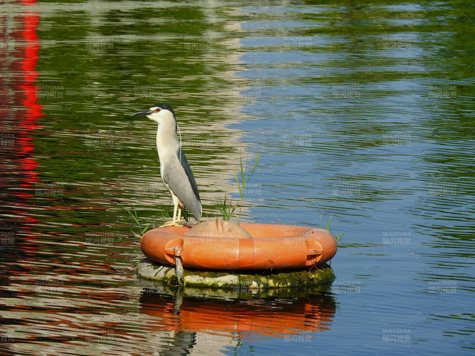 白鹭栖息救生圈上图片