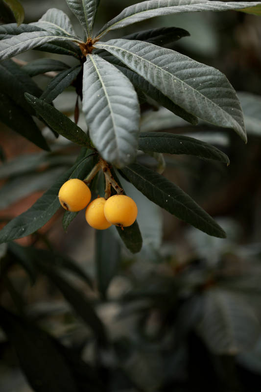 挂在枝头的枇杷果实图片