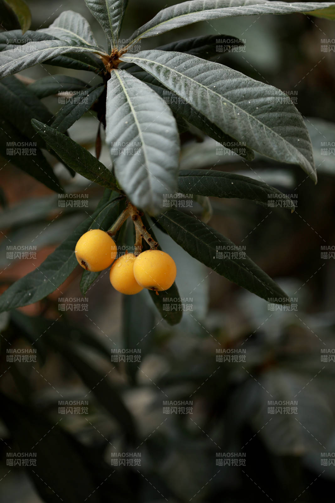 挂在枝头的枇杷果实图片