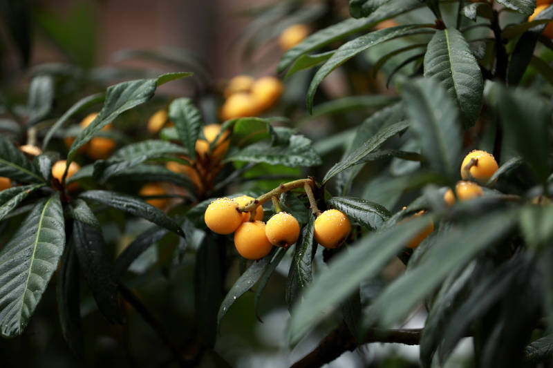 枇杷满枝头图片