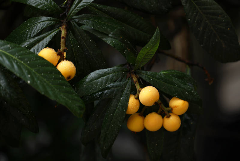 雨后枝头的枇杷果实图片