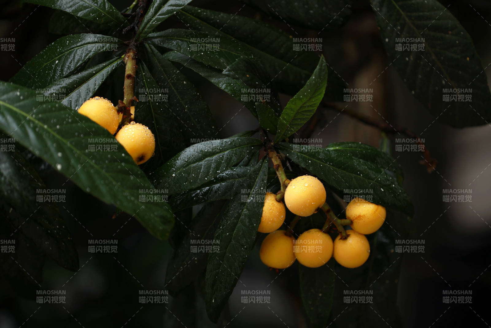 雨后枝头的枇杷果实图片