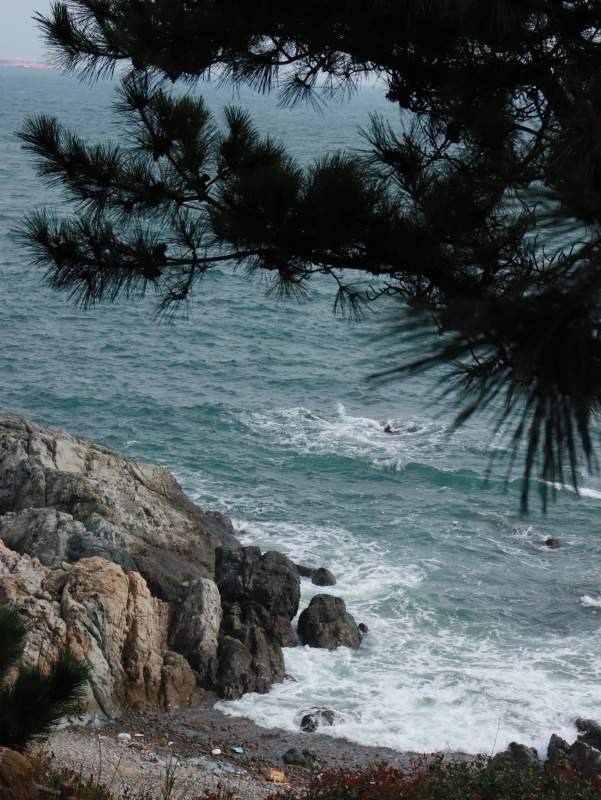 松树下的岩石海岸图片